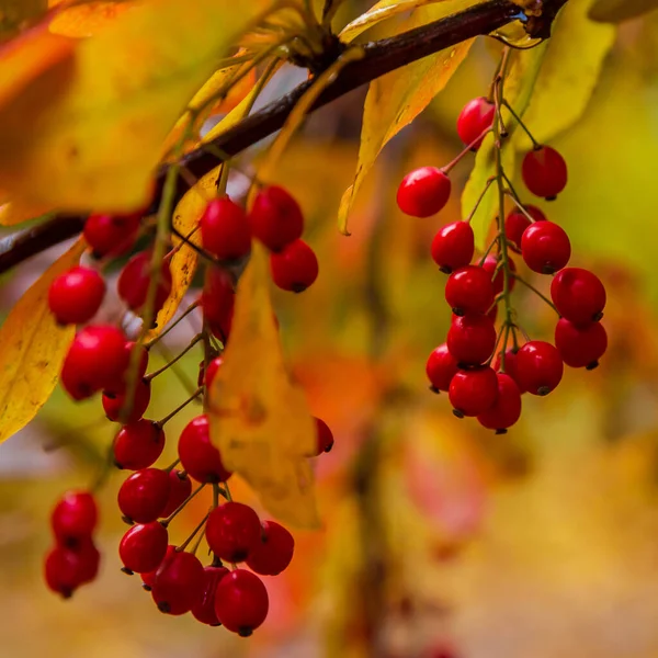 Berberis Arbusto Com Amadurecimento Bagas Vermelhas — Fotografia de Stock