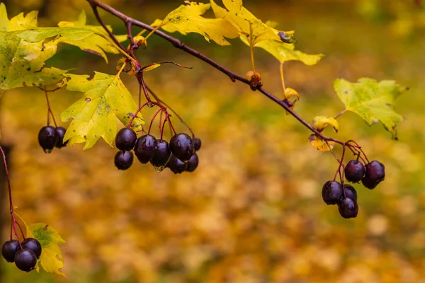 Crataegus Almaatensis Madura Otoño — Foto de Stock