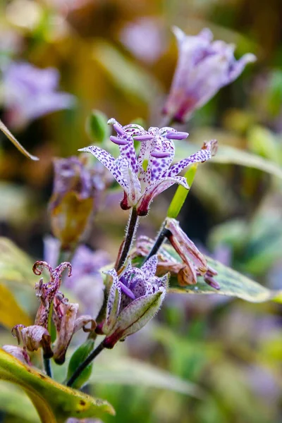 森の中で育つ公開の三畳紀の花 — ストック写真