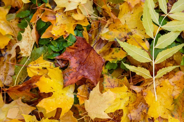 Terreno Coberto Com Folhas Coloridas Outono — Fotografia de Stock