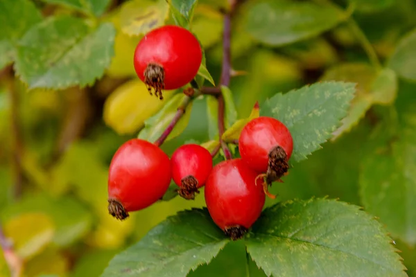 Rosehip Berries Ripening Bus — Stock Photo, Image