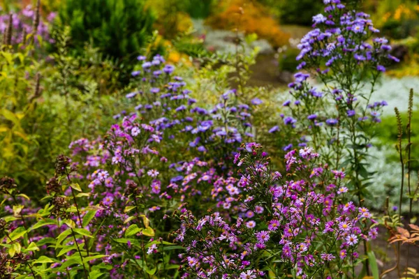 Vista Vicino Brillanti Astri Fiore — Foto Stock