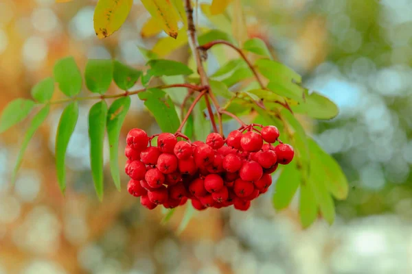 Vogelbeeren Reifen Auf Herbstlichem Baum — Stockfoto