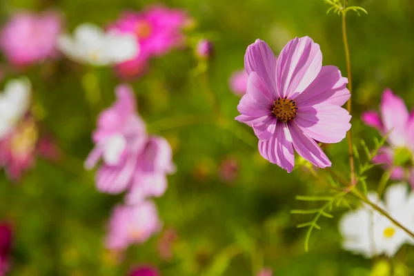 Bright Pink Cosmos Flowers Blurred Green Background — Stock Photo, Image