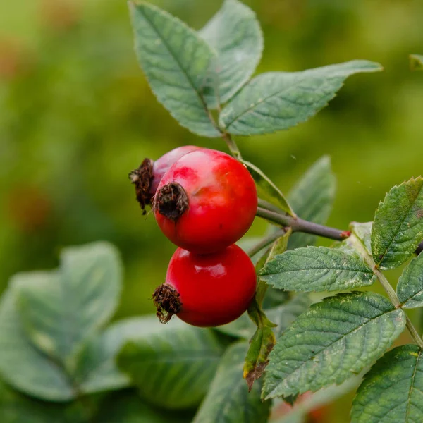 Rosehip Berries Ripening Bus — ストック写真