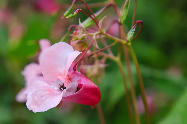 Floração Rosa Impatiens Glandulifera Close — Fotografia de Stock