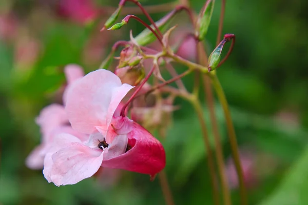 Flor Rosa Impatiens Glandulifera Primer Plano —  Fotos de Stock