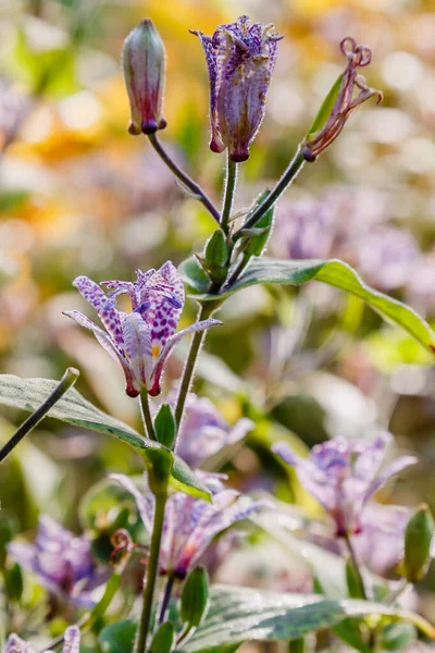 森の中で育つ公開の三畳紀の花 — ストック写真