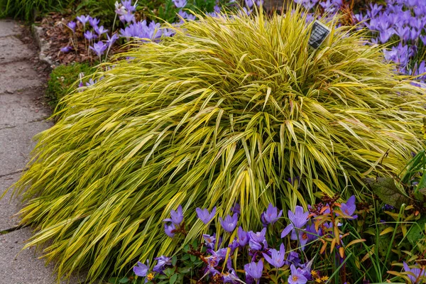 Detaljerad Bild Hakonechloa Vår Trädgård — Stockfoto