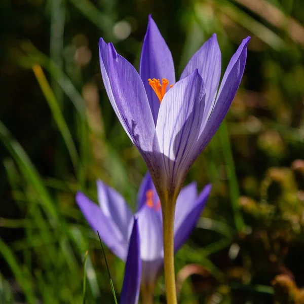 Kwitnące Purpurowe Kwiaty Croci — Zdjęcie stockowe