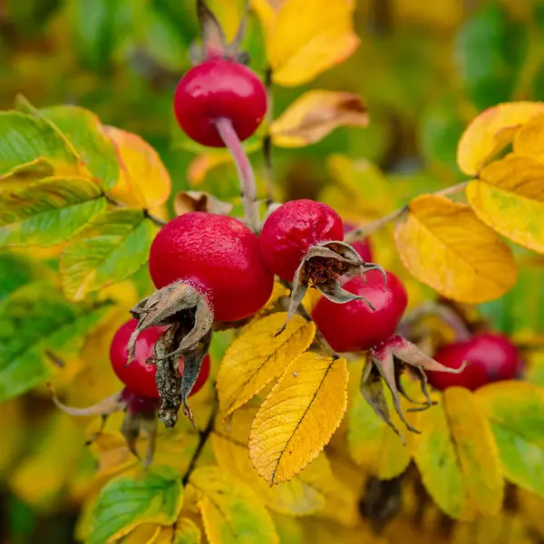 Bush Rosehip Amadurecimento Close — Fotografia de Stock