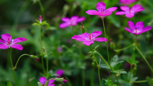 Brillante Morado Geranio Flores Sylvaticum — Foto de Stock