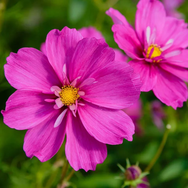 浅绿色背景下明亮的粉色宇宙花朵 — 图库照片