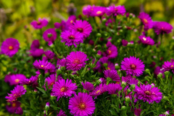 Close View Bright Blooming Asters — Stock Photo, Image