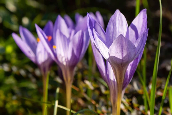 Flori Croci Violet Înflorit — Fotografie, imagine de stoc