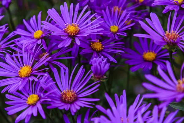 Dichtbij Zicht Van Heldere Bloeiende Asters — Stockfoto