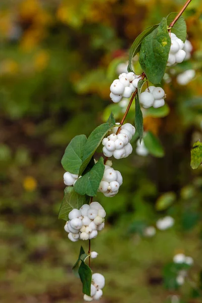 Vista Perto Symphoricarpos Albus — Fotografia de Stock