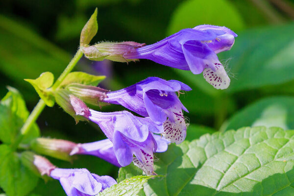 Close view of Dracocephalum nutans flowers
