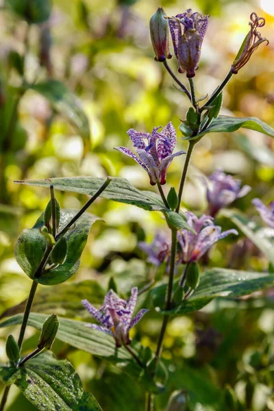 Przetarg Tricyrtis Kwiaty Rosnące Lesie — Zdjęcie stockowe