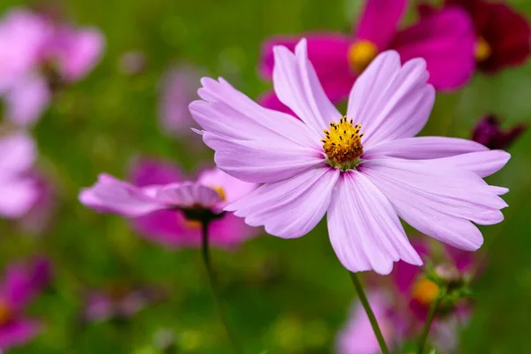 Bright Pink Cosmos Flowers Blurred Green Background — Stock Photo, Image