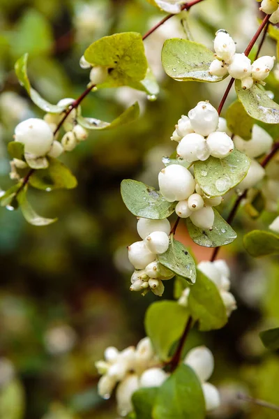 Vista Perto Symphoricarpos Albus — Fotografia de Stock