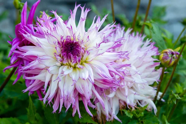 Close Zicht Bloeiende Dahlia — Stockfoto