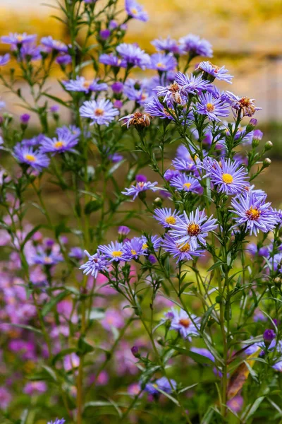 Vista Vicino Brillanti Astri Fiore — Foto Stock