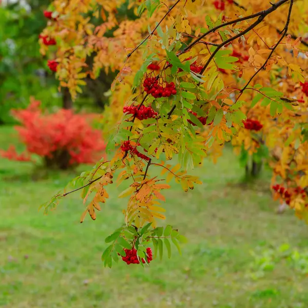 Jagody Rowan Dojrzewające Jesiennym Drzewie — Zdjęcie stockowe