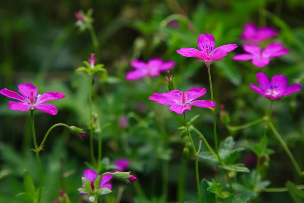 Brillante Morado Geranio Flores Sylvaticum — Foto de Stock