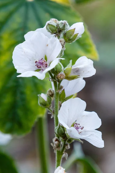Bulanık arkaplanda Althaea 'nın Kapanması