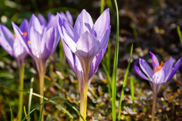 Flori Croci Violet Înflorit — Fotografie, imagine de stoc
