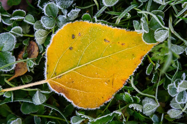 Detail Tampilan Dedaunan Musim Gugur Ditutupi Dengan Embun Beku — Stok Foto