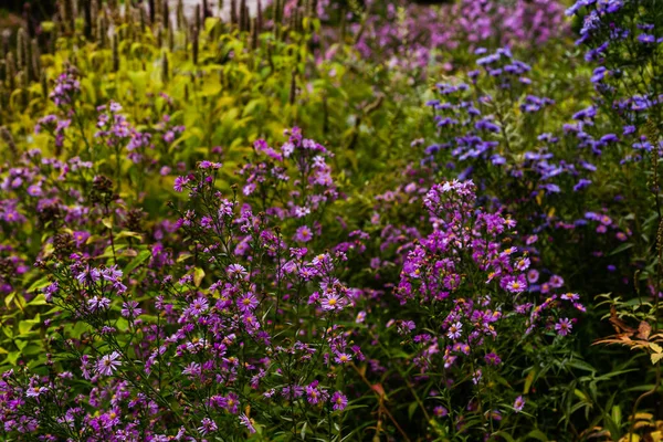 Закрыть Вид Ярко Цветущие Растения — стоковое фото