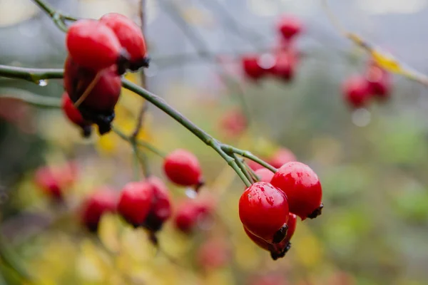 Bush Ripening Rosehip Closeup — Stock Photo, Image