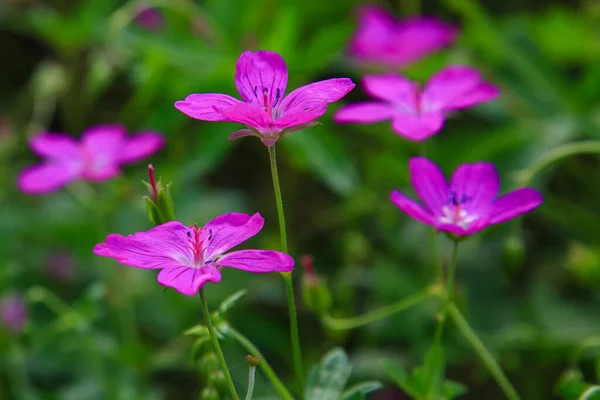 Jasně Fialové Květy Geranium Sylvaticum — Stock fotografie