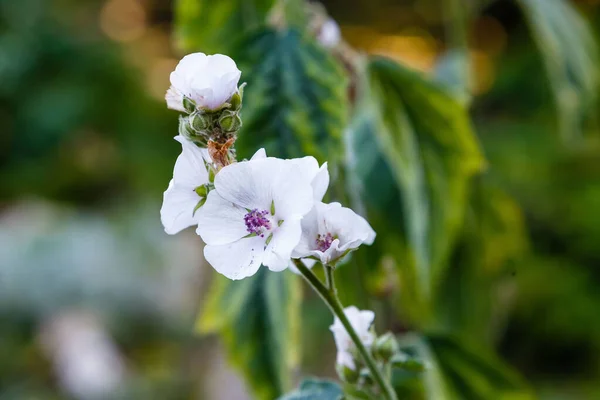 Closeuop Althaea Blurred Background — Stock Photo, Image