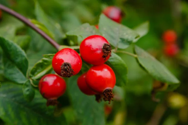 Rosehip Berries Ripening Bus — ストック写真