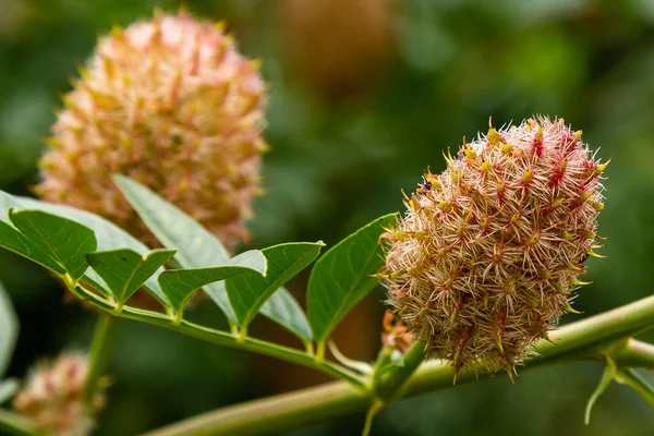 Λεπτομερής Άποψη Του Glycyrrhiza Echinata — Φωτογραφία Αρχείου