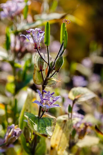Нежные Цветы Трициртиса Растущие Лесу — стоковое фото