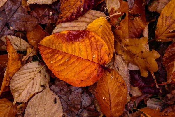 Земля Покрыта Цветными Осенними Листьями — стоковое фото