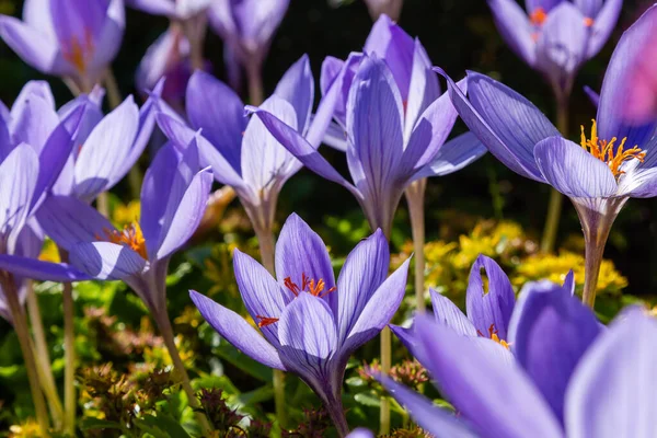Kwitnące Purpurowe Kwiaty Croci — Zdjęcie stockowe