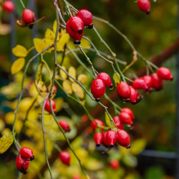 Bush Rosehip Amadurecimento Close — Fotografia de Stock