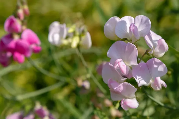 Vista Detallada Las Flores Lathyrus — Foto de Stock