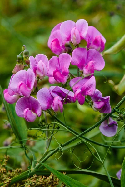 Szczegóły Widok Lathyrus Kwiaty — Zdjęcie stockowe