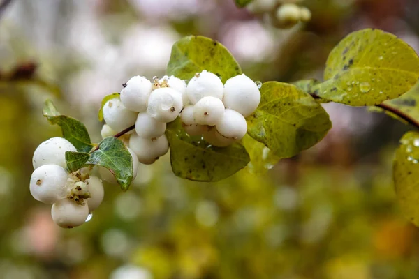 Closeup View Symphoricarpos Albus — Stock Photo, Image