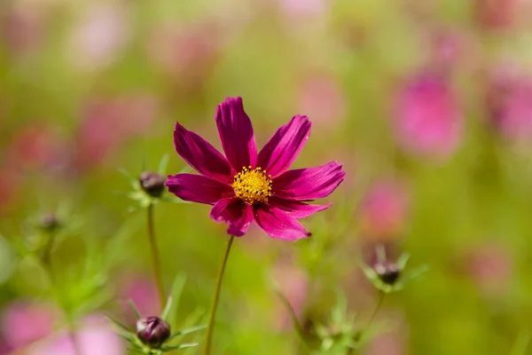 Luminosi Fiori Cosmo Rosa Sfondo Verde Sfocato — Foto Stock