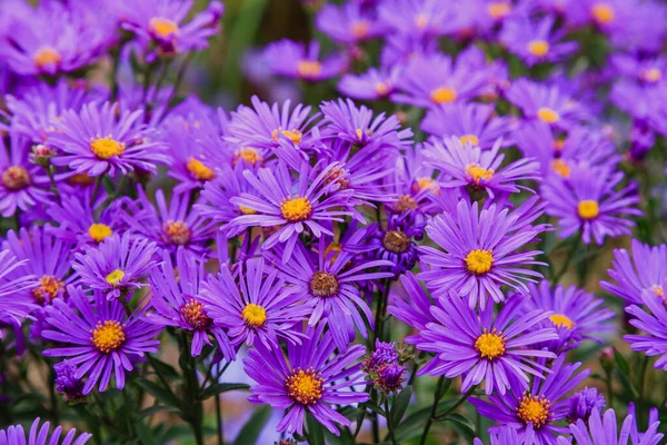 Dichtbij Zicht Van Heldere Bloeiende Asters — Stockfoto