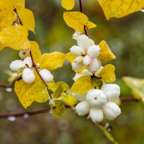 Vista Perto Symphoricarpos Albus — Fotografia de Stock