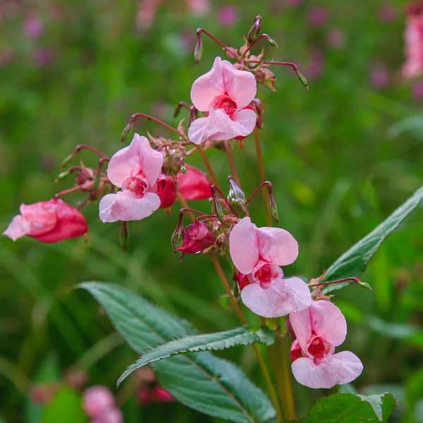 Floração Rosa Impatiens Glandulifera Close — Fotografia de Stock