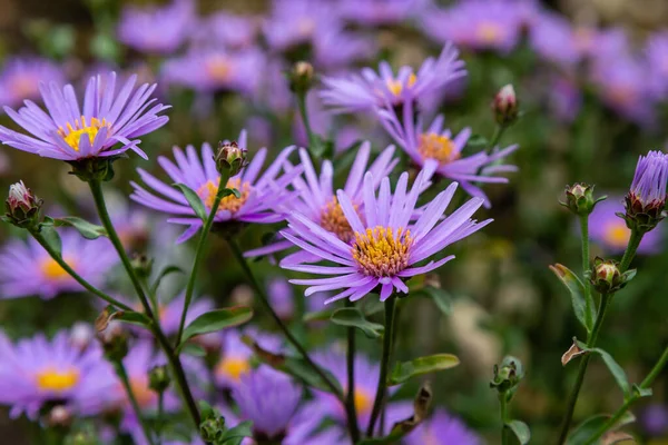 Tenera Viola Aster Novae Angliae — Foto Stock